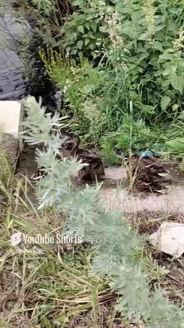 Уточки в Мичюрине.
