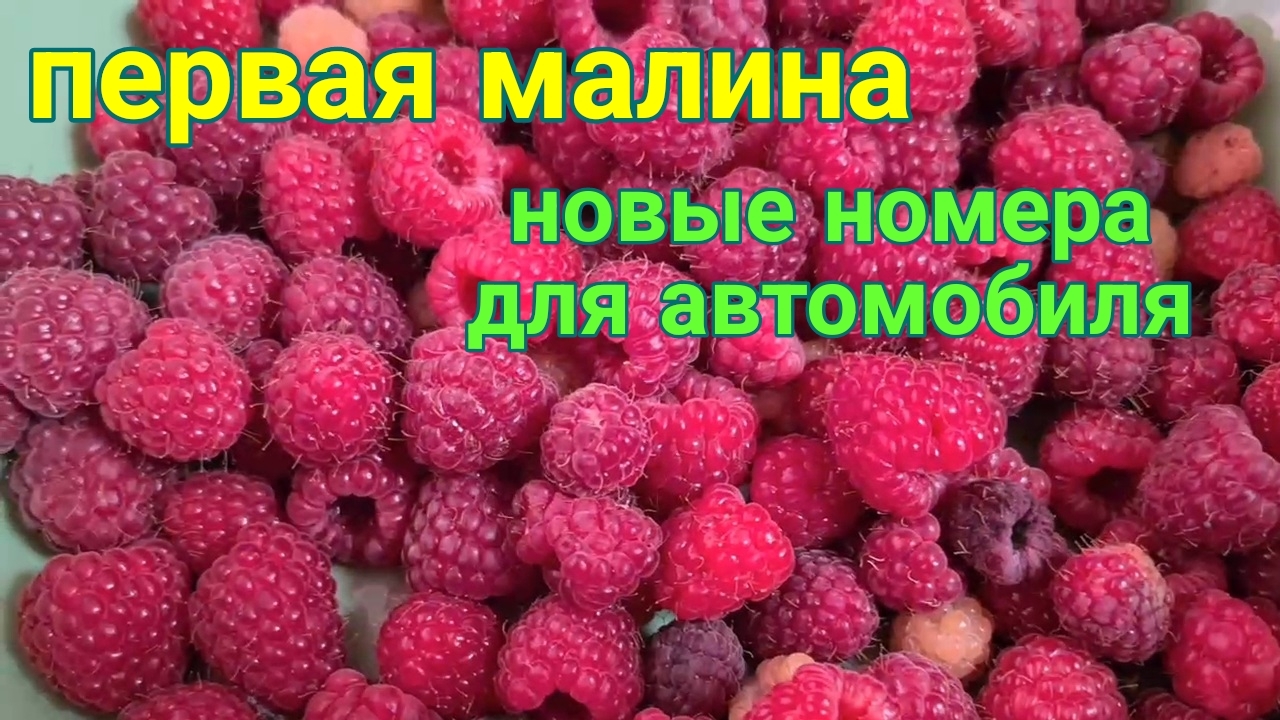 Ейск🌹Призвали в армию. Шашлычек. Новые номера для авто. Инкубатор ОVO 78, 19 день. Куры Нью Гемпшир