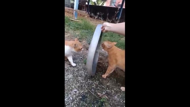 Смешные котики - часть 33