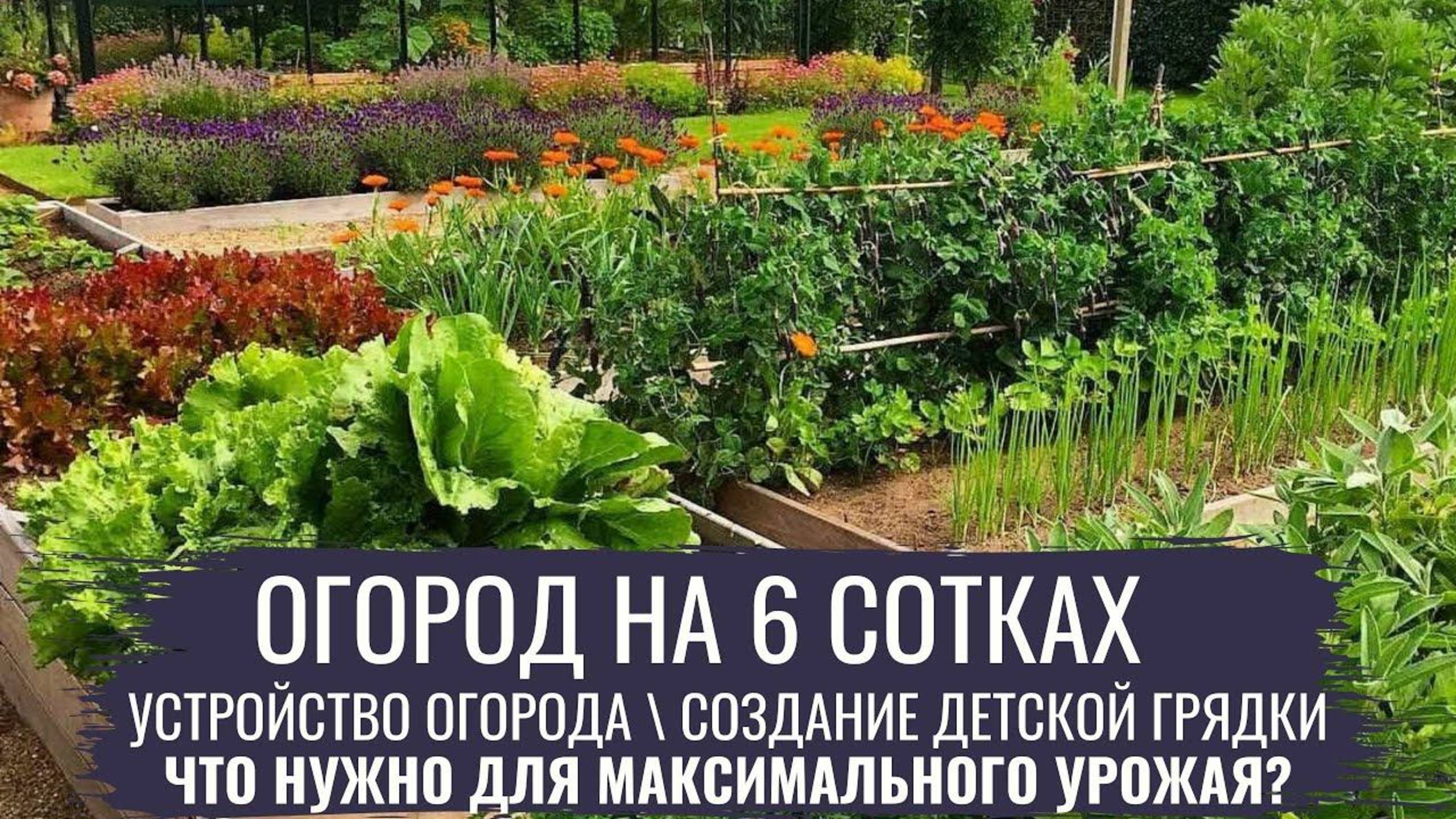 🌱 Современный огород на 6 сотках: как получить максимум урожая с минимальной площади