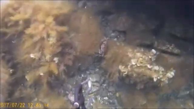 Краснодар-Большой утриш. Подводная охота. Крабы.