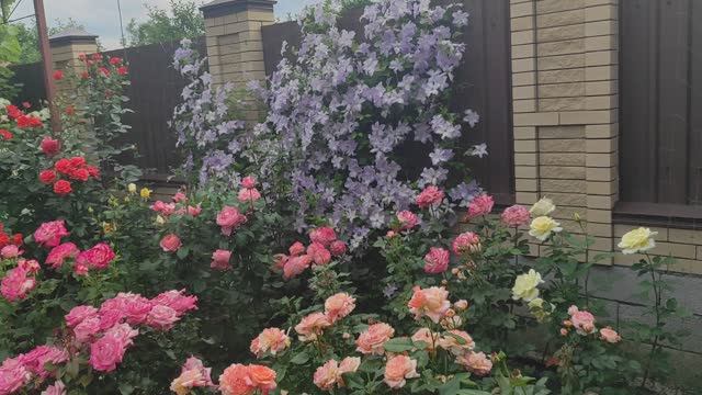 Розы. Не все кусты отцвели. Уезжаю.