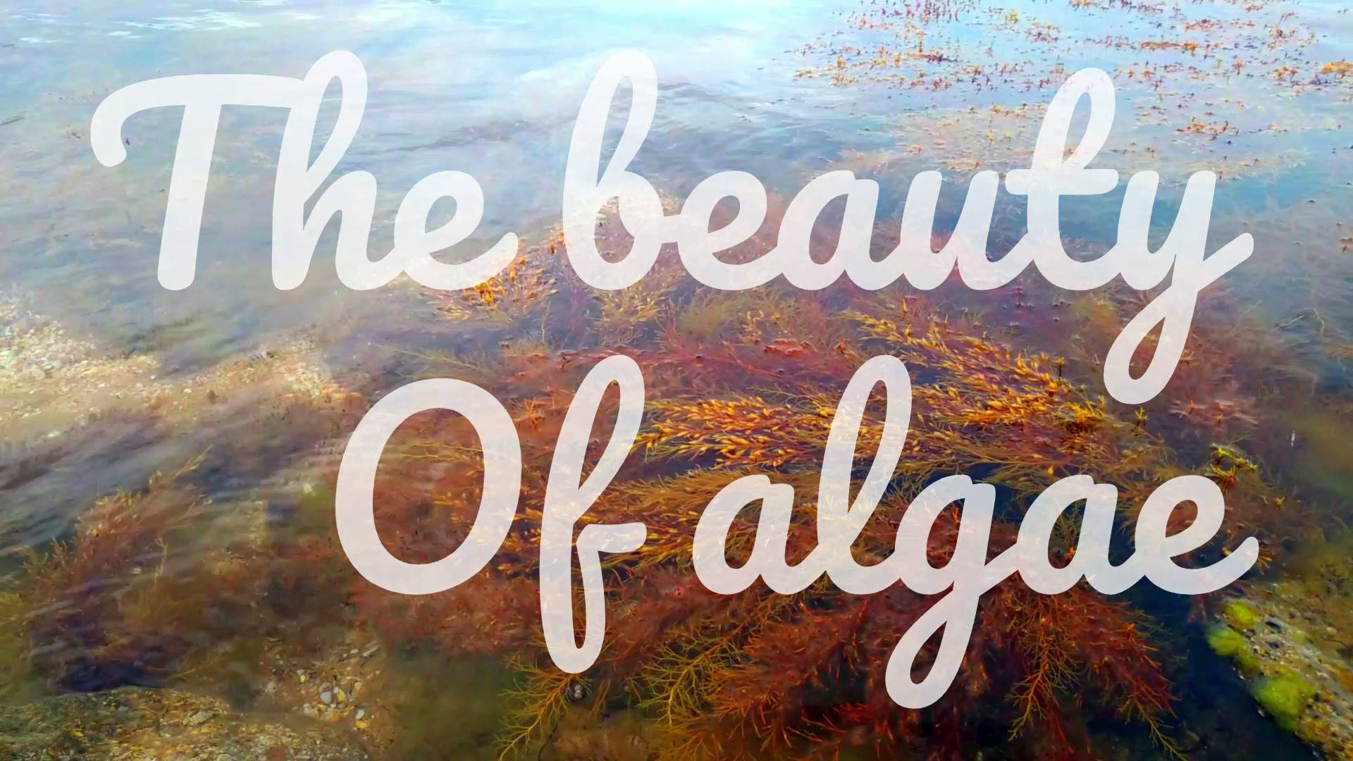 The beauty of algae