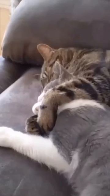 коты