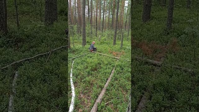 26-06-2025 А мы опять в лес 🫐