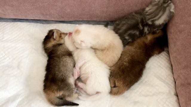 Котятам кошки Кайли 11 дней.