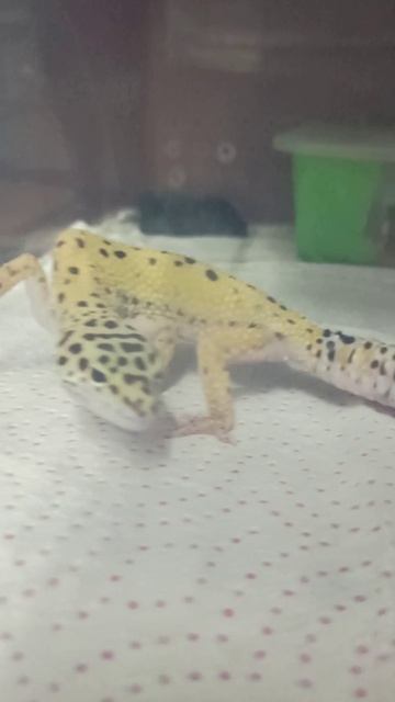 Квазя. 25 июня 2025 г.