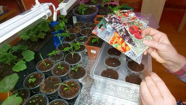 Проверяю на всхожесть семена перца сладкого и острого Часть 1