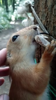 Белка грызёт кость