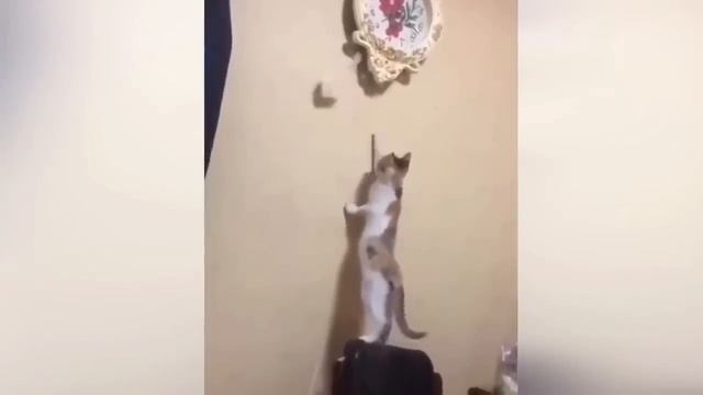 Приколы С Животными 132