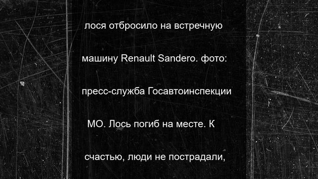 На трассе «Кола» машина насмерть сбила лося