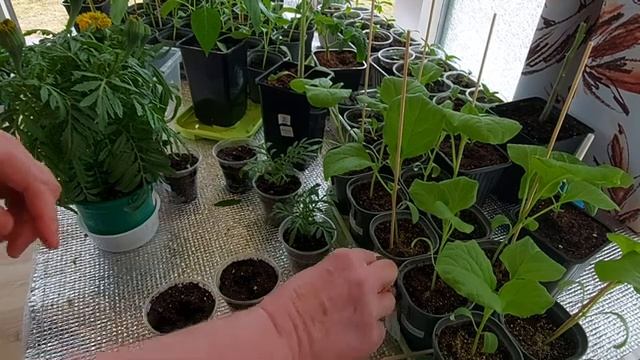 Бархатцы Антигуа и Перфекшн Черенкуем Результат 100 % Часть 4
