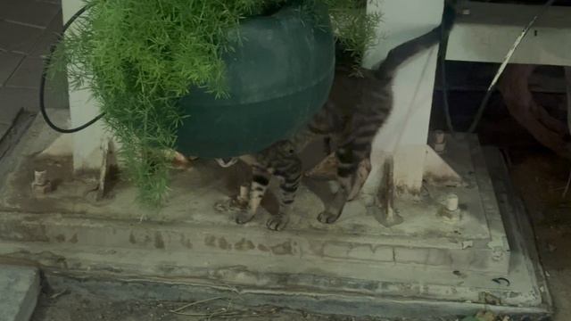 В Катаре все очень красиво ! А каждая уличная кошка , может смело участвовать в выставке кошек .