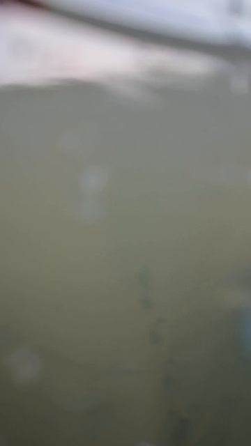 Красота под водой дастойна подписки