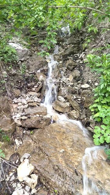 лес родниковая вода