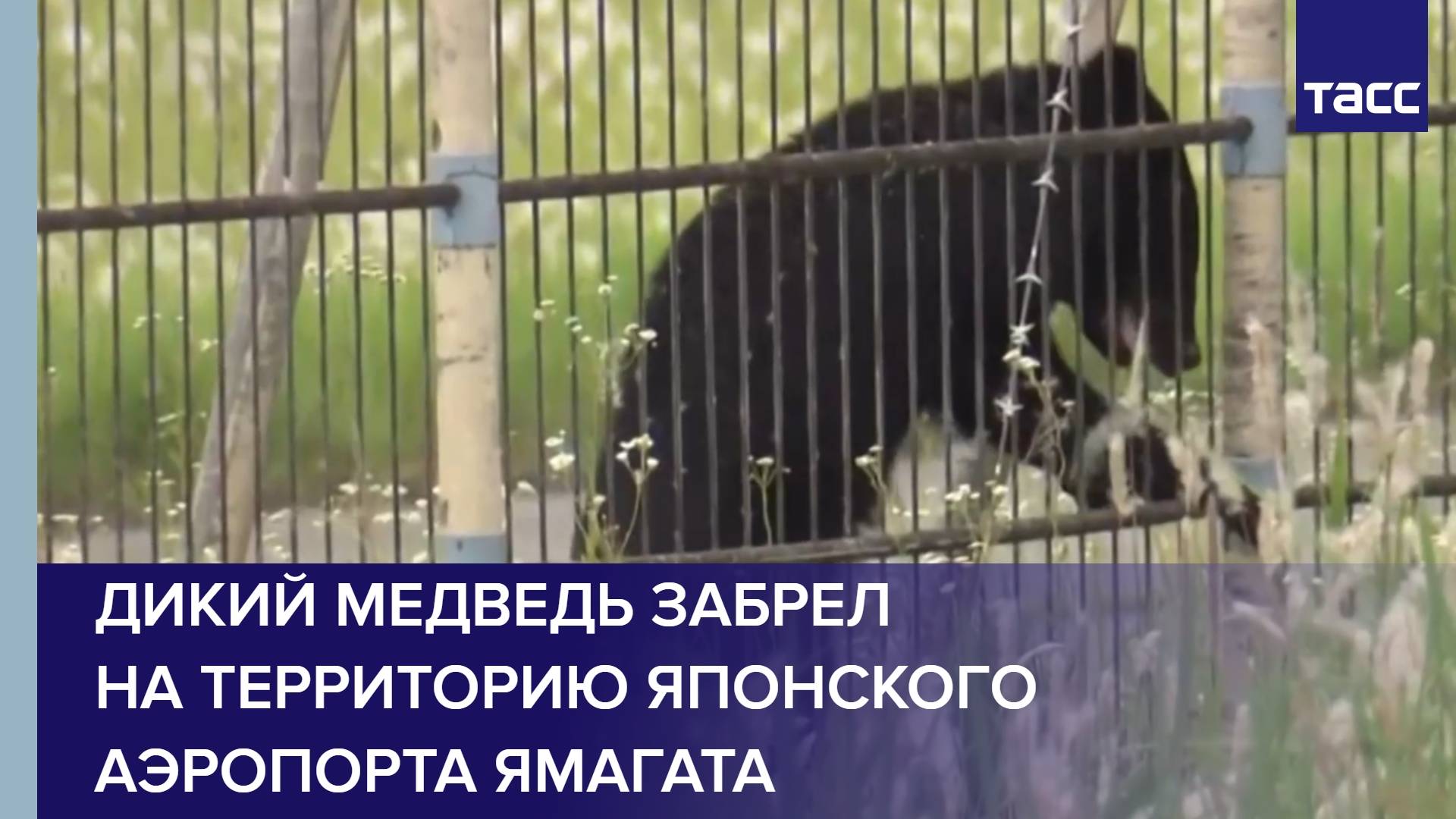 Дикий медведь забрел на территорию японского аэропорта Ямагата