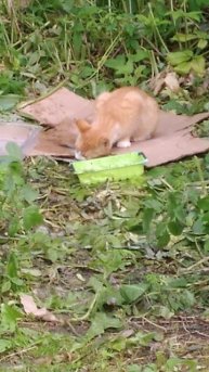 СЛАВА БОГУ, ПОКУШАЛ!!! #shorts