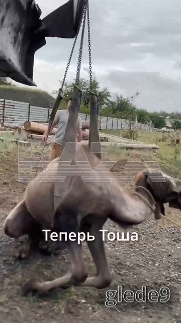 Верблюд Тоша! | tg: @ glede9 #верблюды #история