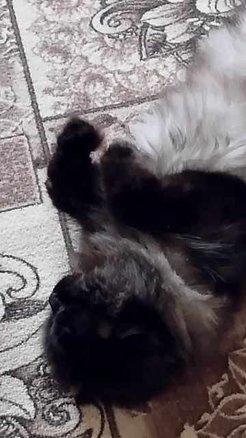 котик