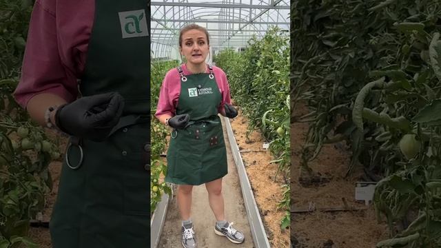 КАКИЕ ЛИСТЬЯ УДАЛЯТЬ НА ТОМАТАХ