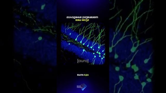 Голодание развивает мозг