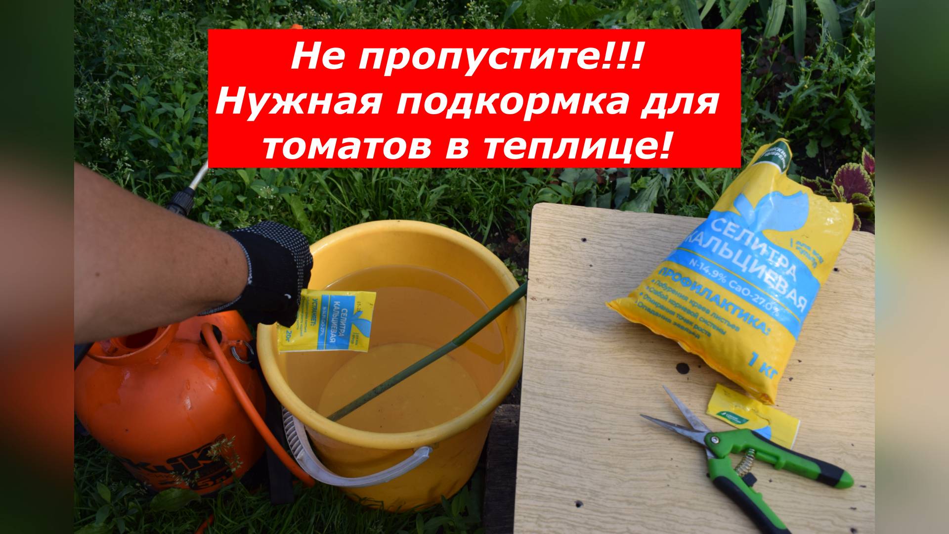 Подкормка по листу томатов в теплице кальциевой селитрой от вершинной гнили #томаты #болезни