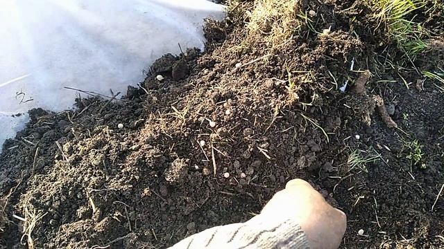 Горох.