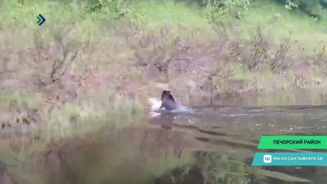 В Печорском районе удалось запечатлеть медвежонка