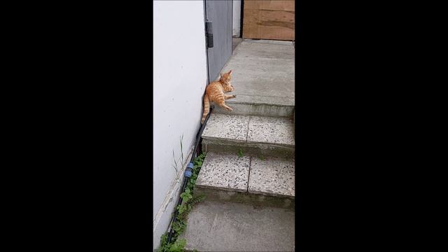 Собака. Кот. Том и Фокс