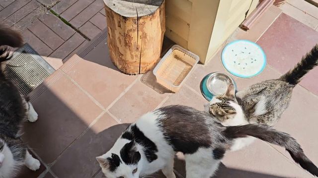 Сегодня все толкаются, бодаются и поют 🐈🐈⬛️🐈❤️
Бычковский на задних лапах ходит.