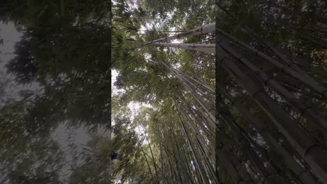 по мотивам дендрария Сочи