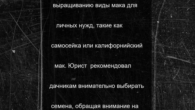Россиянам разъяснили, можно ли выращивать мак на даче и в домашних условиях