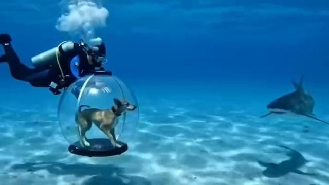 Вы правильно выгуливаете собаку?