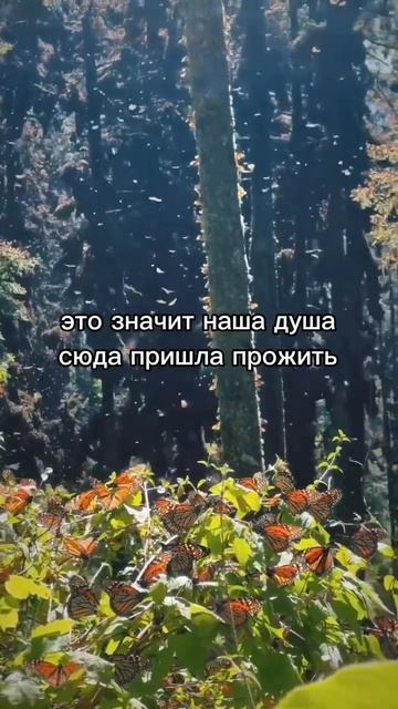 Наш опыт идеален #исцеление #психология #принятие #смыслжизни #душа #осознанность