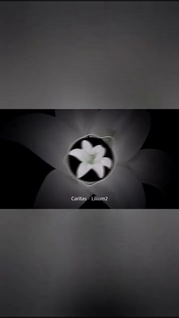 Caritas - Lilium 2 (Official video) #music #caritas #garage #ukgarage #housemusic #lilium2 #lilium