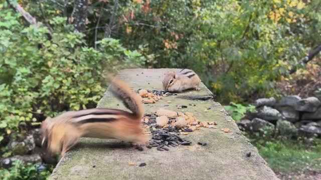 Видео для кошек | развлеки своего питомца | природа