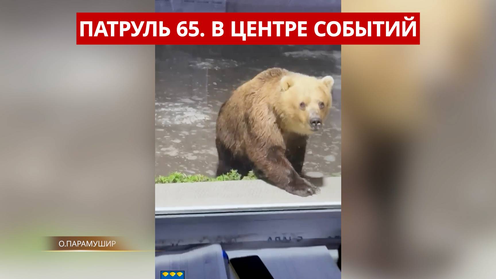 ПАТРУЛЬ 65. Закладчики в СНТ, драка с рыбаками и медведи-хулиганы. Происшествия на Сахалине 26.06.25