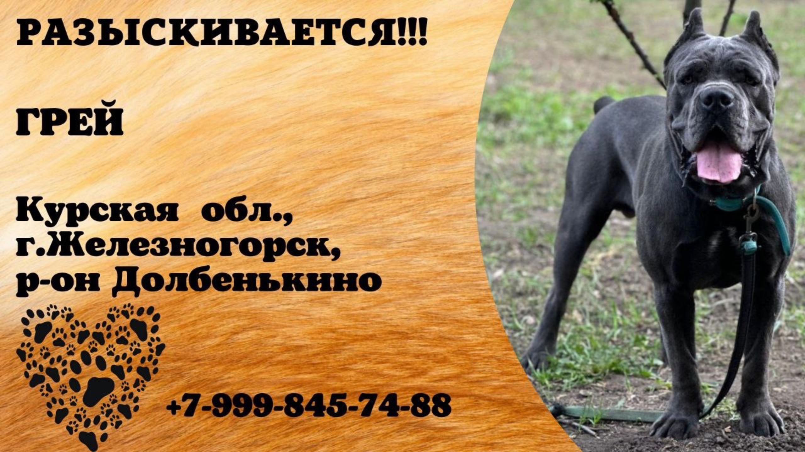 Пропала собака! ГРЕЙ. Курская обл., г.Железногорск.