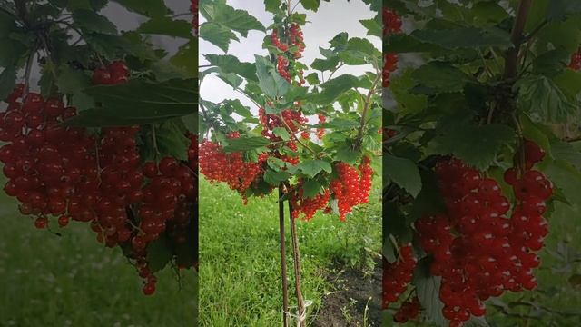 КРАСНАЯ СМОРОДИНА НА ШТАМБЕ🌼🌺🌼