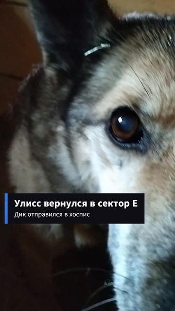 Потеряли мужчин: Жужа без Улисса, Ладка без Дика #приютмалинки