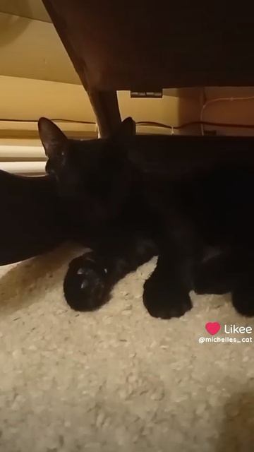 котээээээээг
