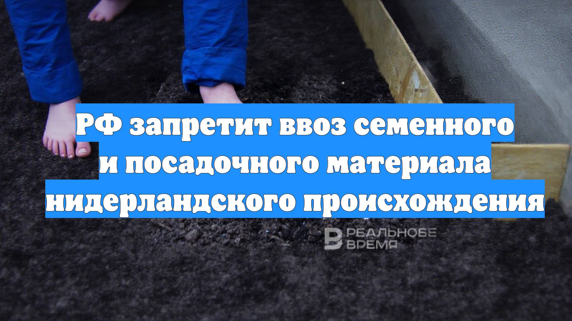 РФ запретит ввоз семенного и посадочного материала нидерландского происхождения