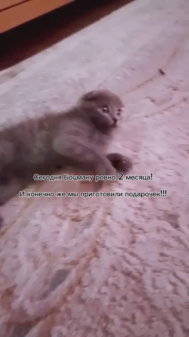 Как думаете, понравился ему подарок? 🕷