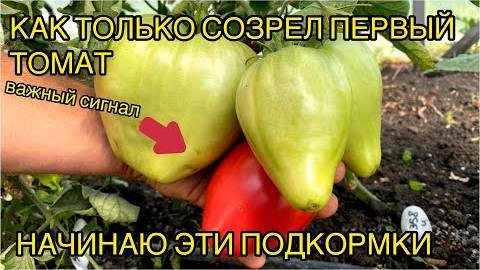 Полная схема подкормок томатов в июле — чтоб завязей было море и без болезней!