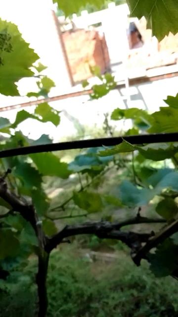 Зарождение винограда