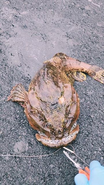 Керчак яок (бычок)!🐟🌊😆 #nastikae #fishing #бычок #керчакяок
