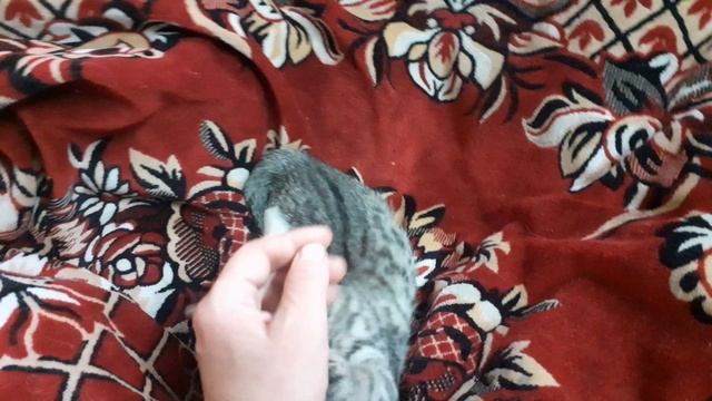Котёнок Бинки играет