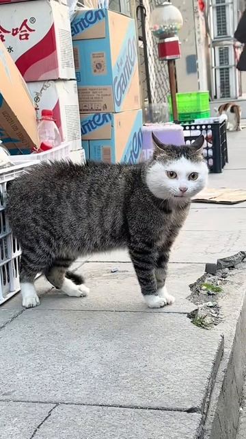 Замысловатый Котэ