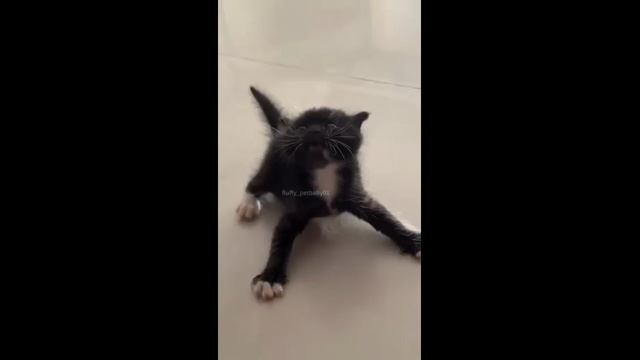 Смешные котики - часть 32