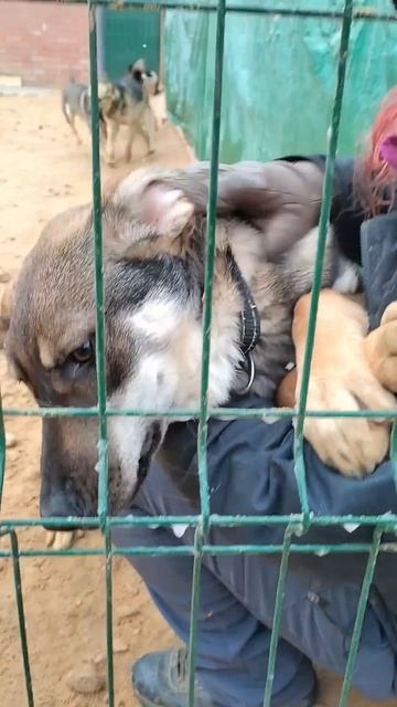 Не одним Лионом Боссом мы живы, есть у нас еще запас хвостатых #приютмалинки ТиНАО, Москва